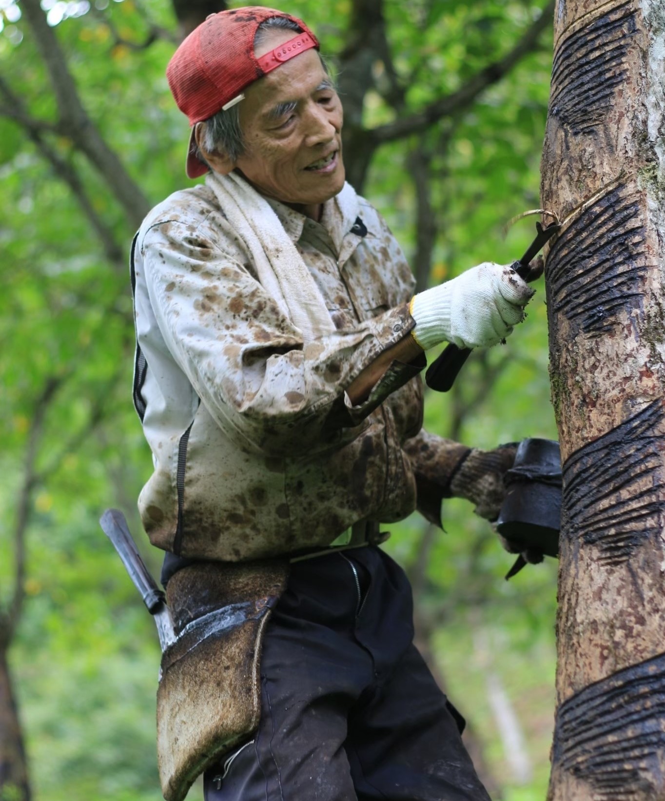 うるし掻き風景１