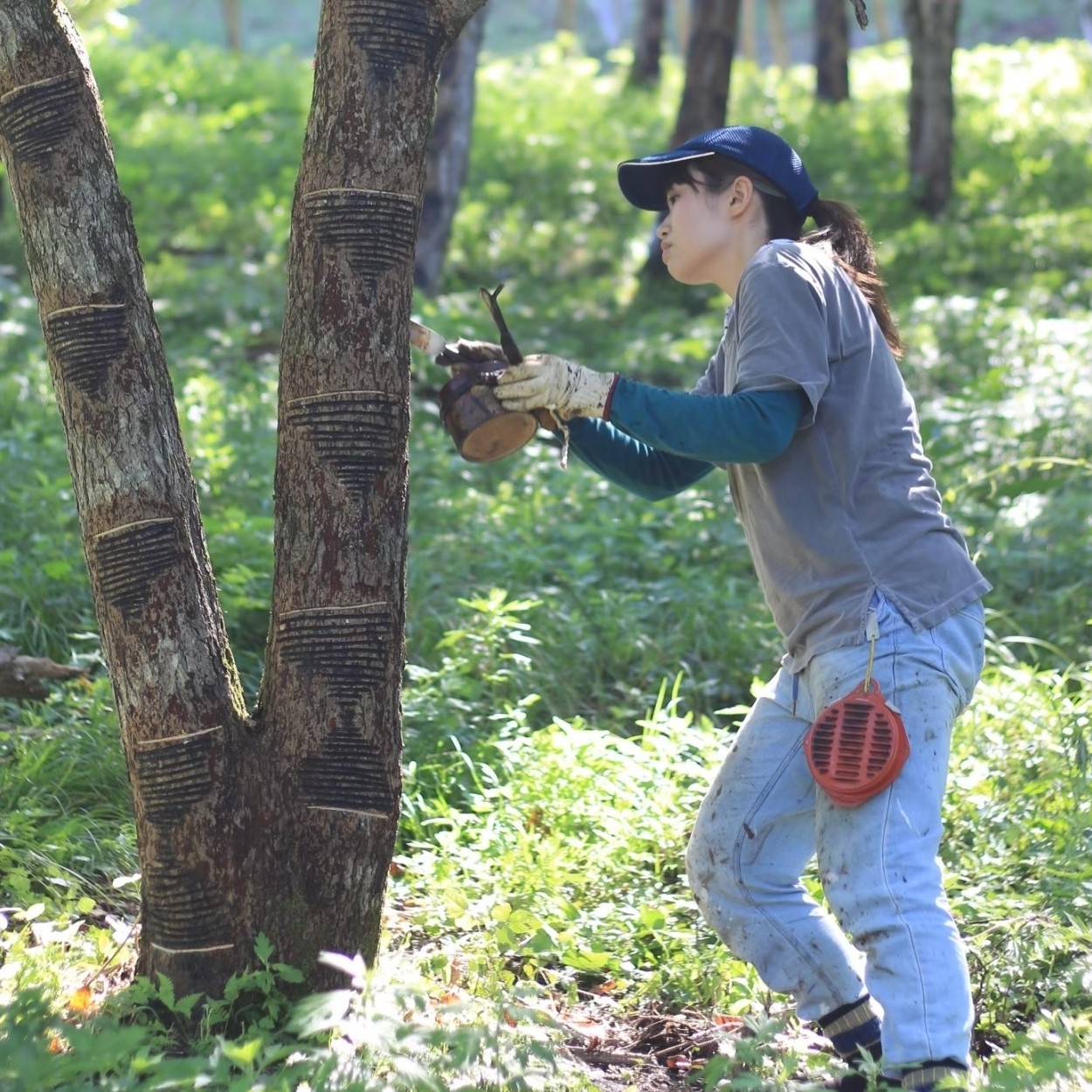 うるし掻き風景２